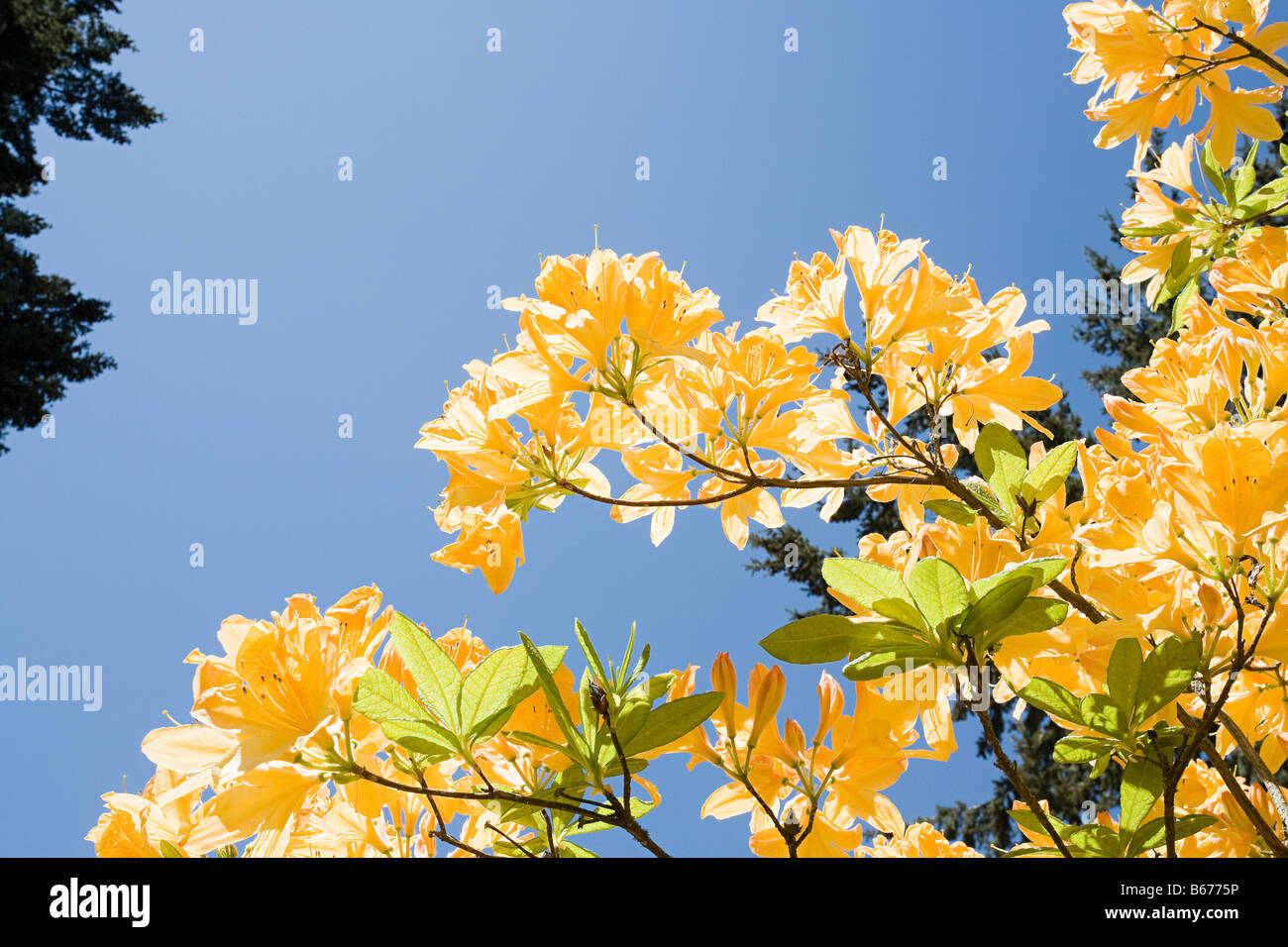 Azalea oregon hires stock photography and images Alamy