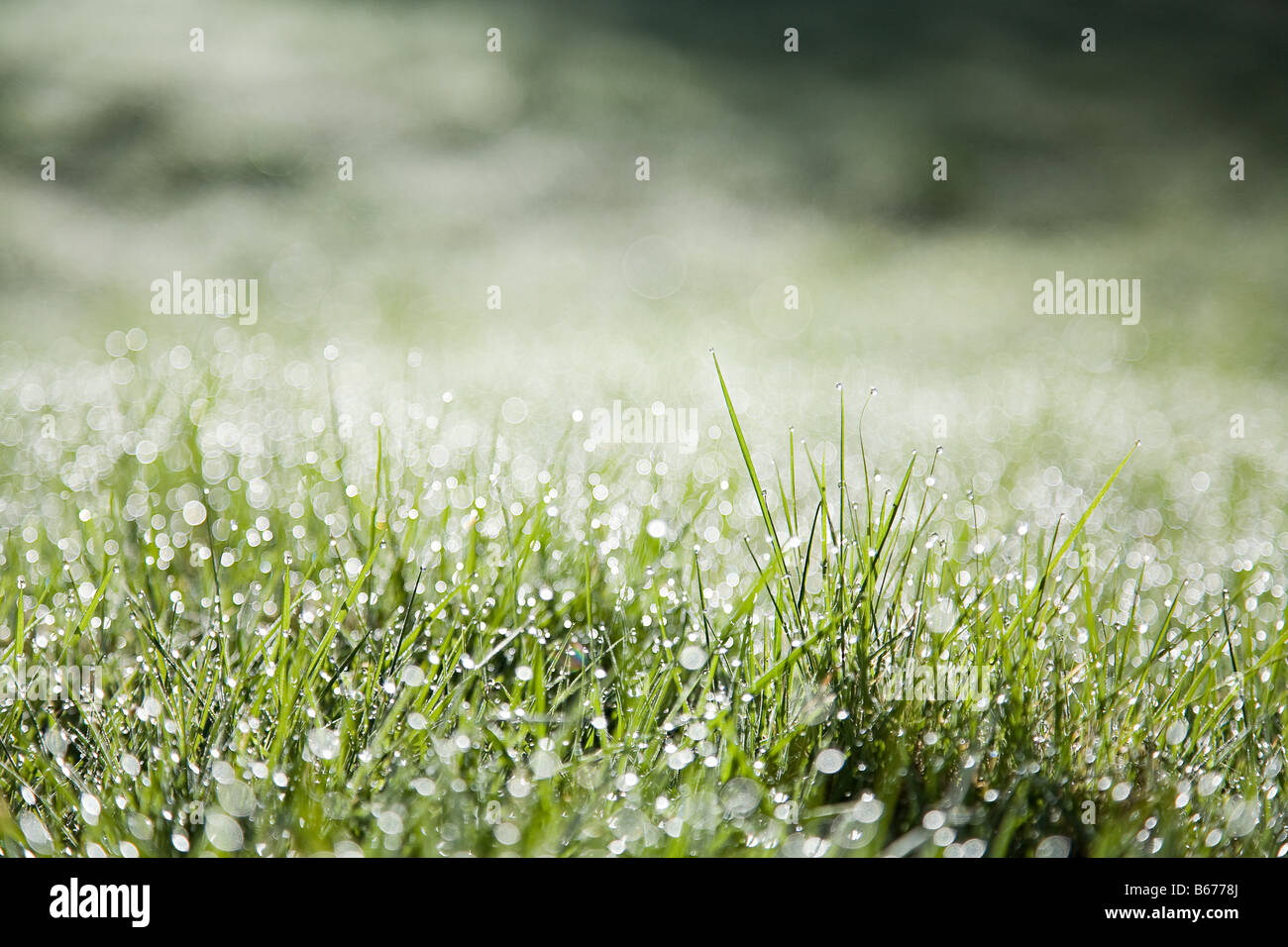 Close up of blades of grass Stock Photo Alamy