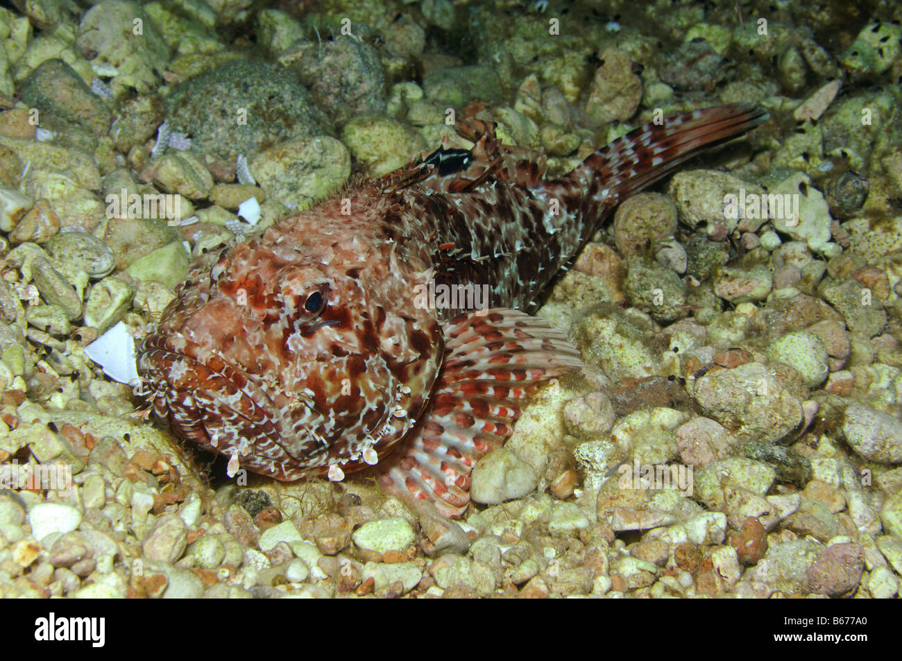 Scrfna Fish Scorpianfish Scorpaena scrofa Susac Island Adriatic Sea Croatia Stock ...