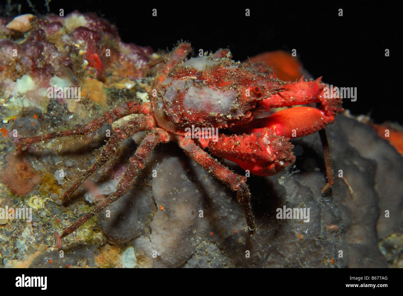 Spiny Majoid Spider Crab Herbstia condyliata Susac Island Adriatic Sea Croatia Stock Photo
