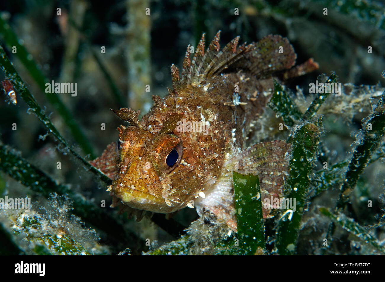 scorpianfish-in-sea-grass-scorpaena-porcus-susac-island-adriatic-sea