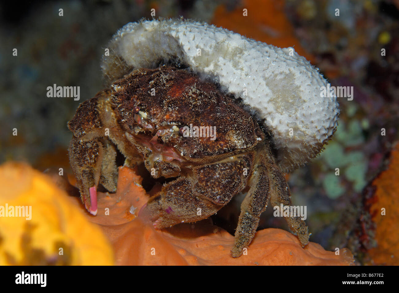 Sea Sponge Hermit Crab Stock Photos - Free & Royalty-Free Stock Photos from  Dreamstime