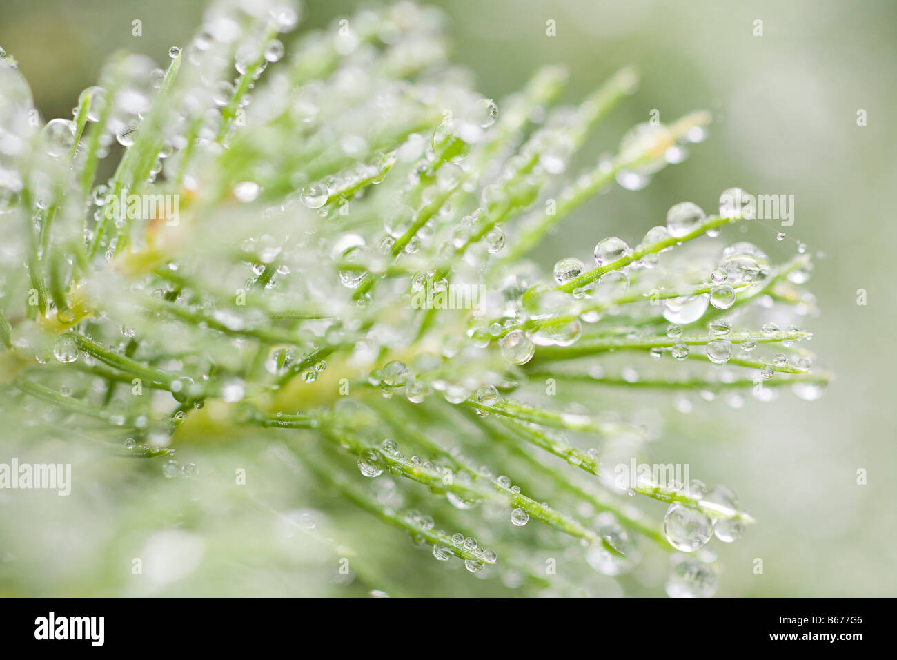 Close up of dew on a fir tree Stock Photo