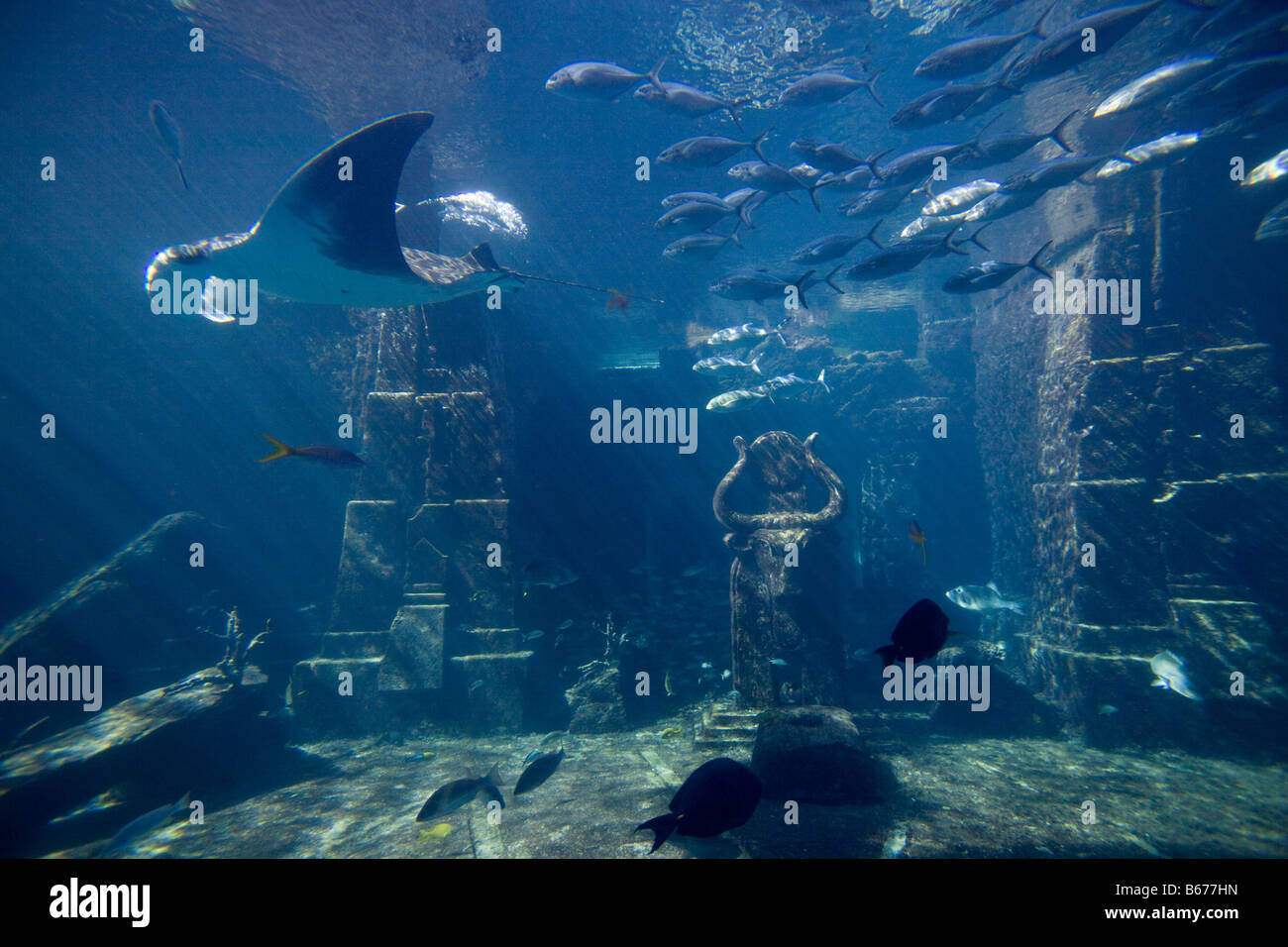 Bahamas paradise island nassau aquarium hires stock photography and
