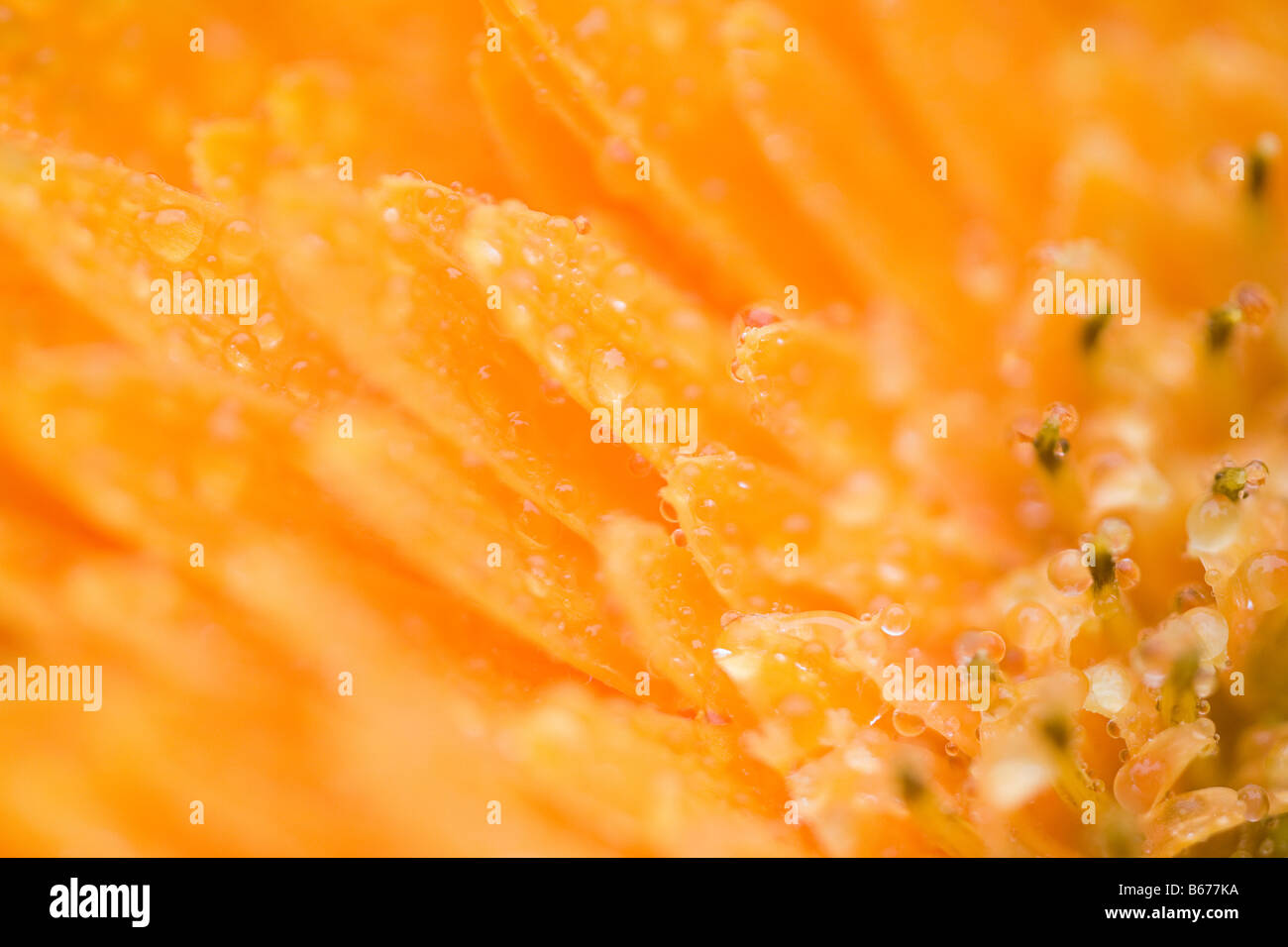 Close up of a flower hi-res stock photography and images - Alamy