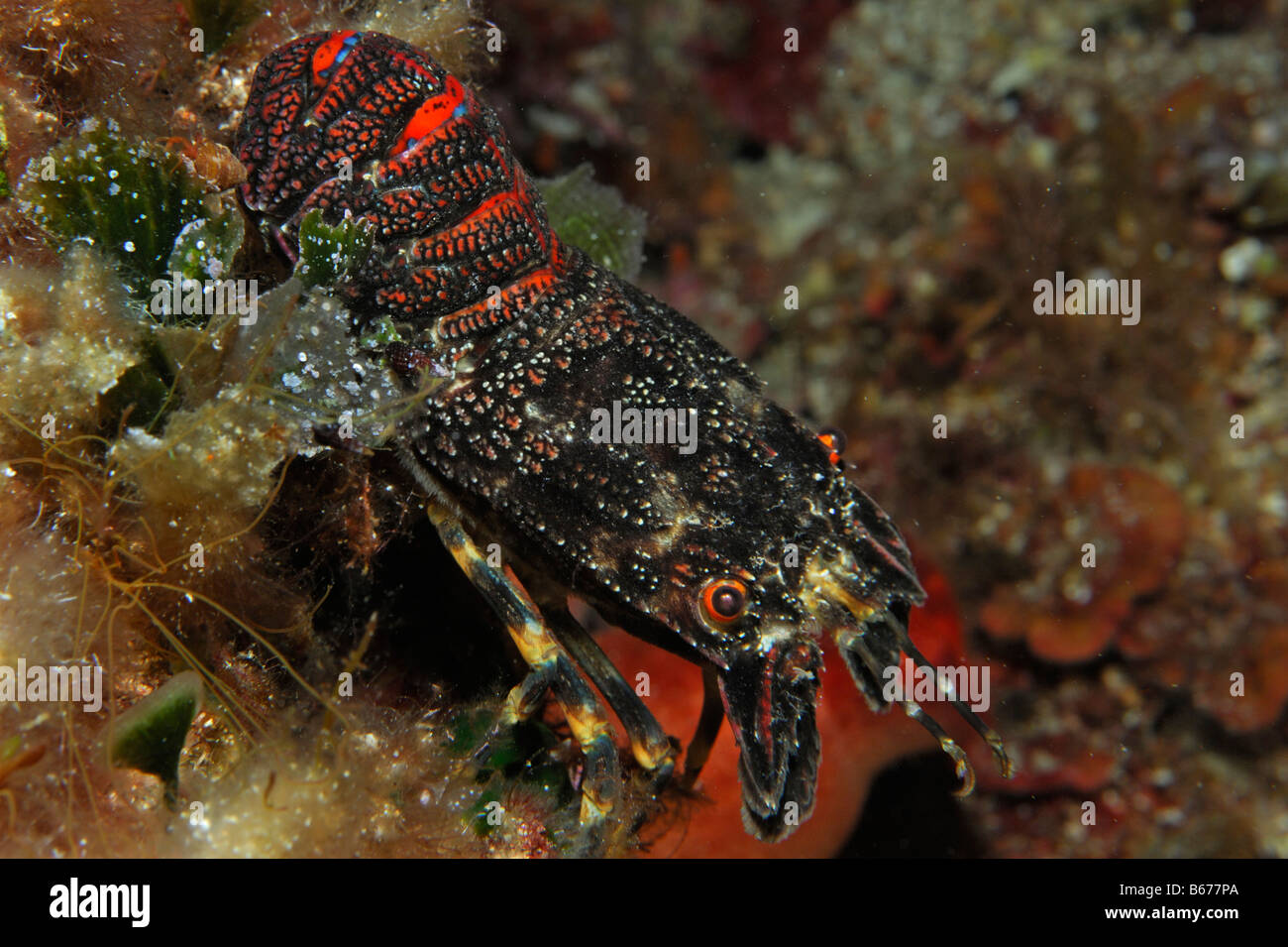 Slipper lobster detail hires stock photography and images Alamy
