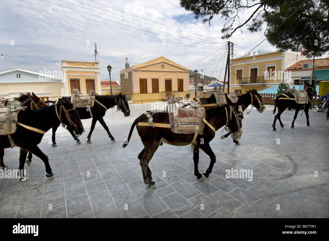 Donkeys returning from a days work cross a village square on the greek island of Symi Stock Photo