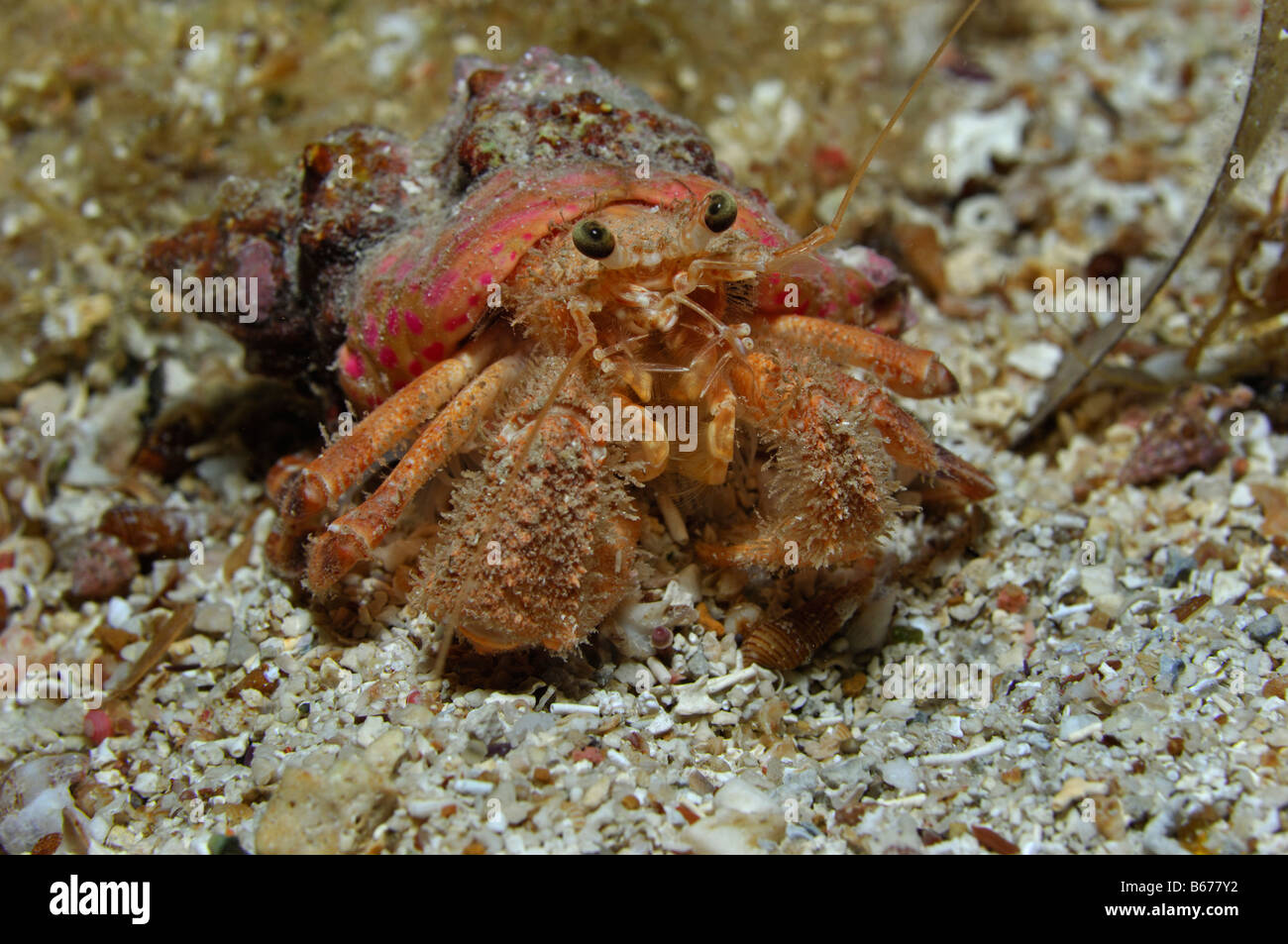 Anemone Hermit Crab Pagurus prideaux Susac Island Adriatic Sea Croatia Stock Photo