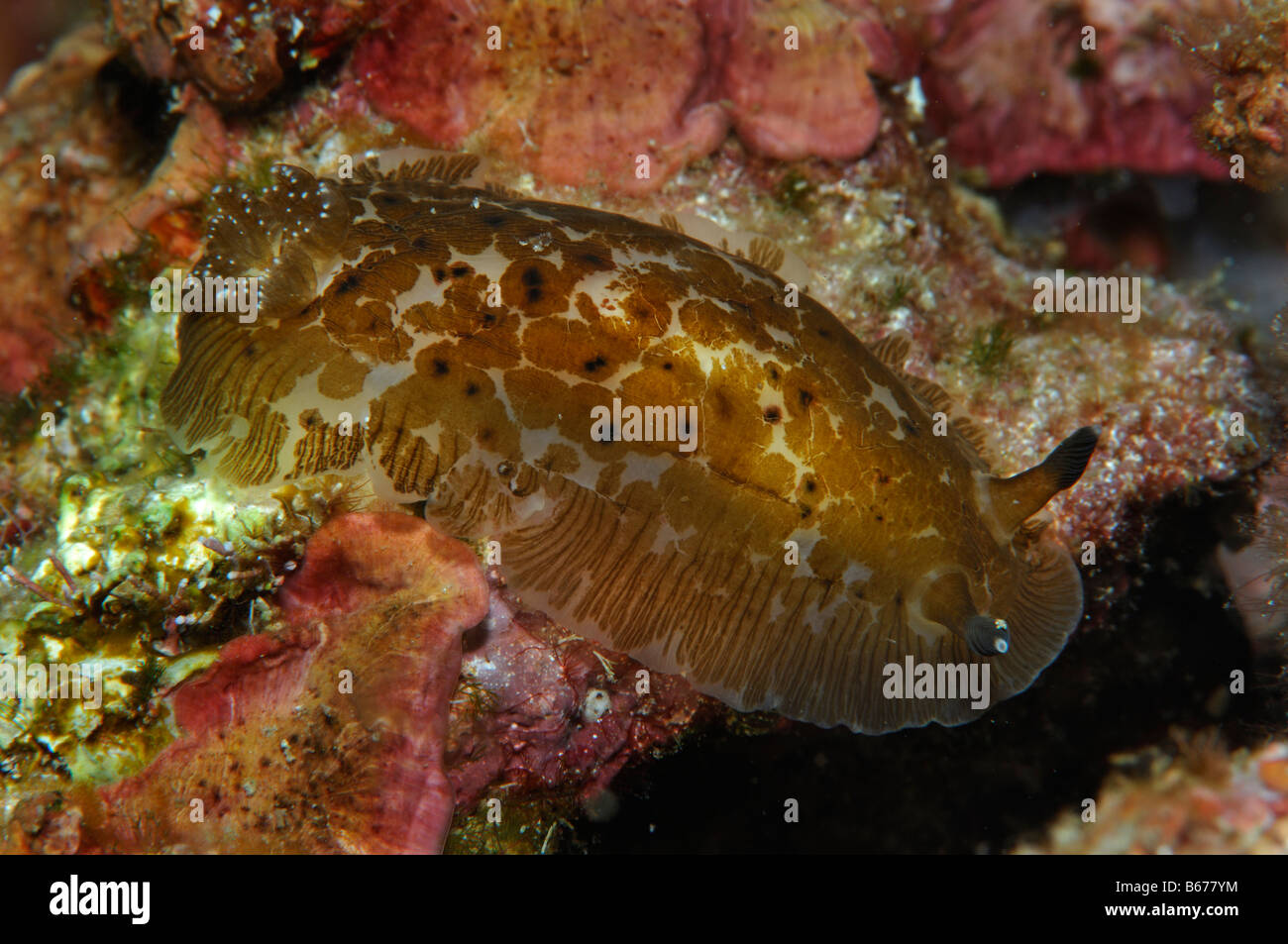 Marmor Nudibranch Dendrodoris grandiflora Susac Island Adriatic Sea Croatia Stock Photo