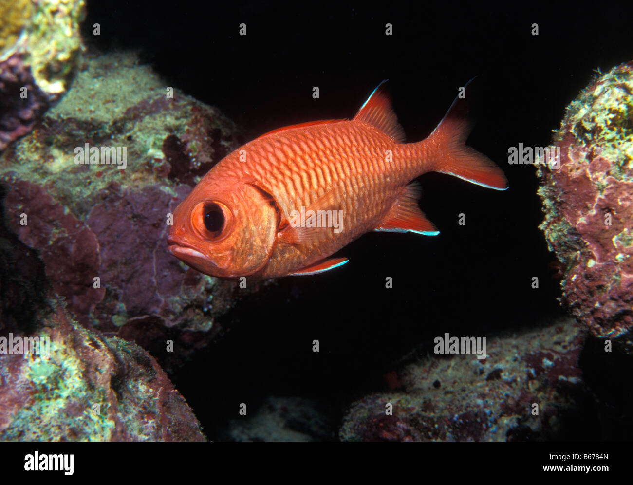 Blotcheye Soldierfish Myripristes murdjan Sinai Shark Bay Red Sea Egypt Stock Photo
