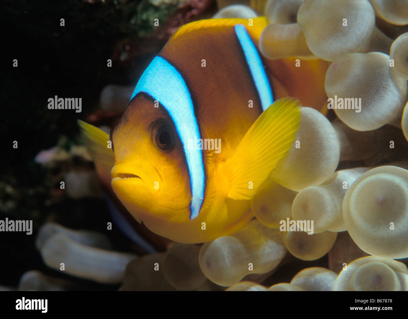 Two banded Anemonefish Amphiprion bicinctus Sinai Shark Bay Red Sea Egypt Stock Photo