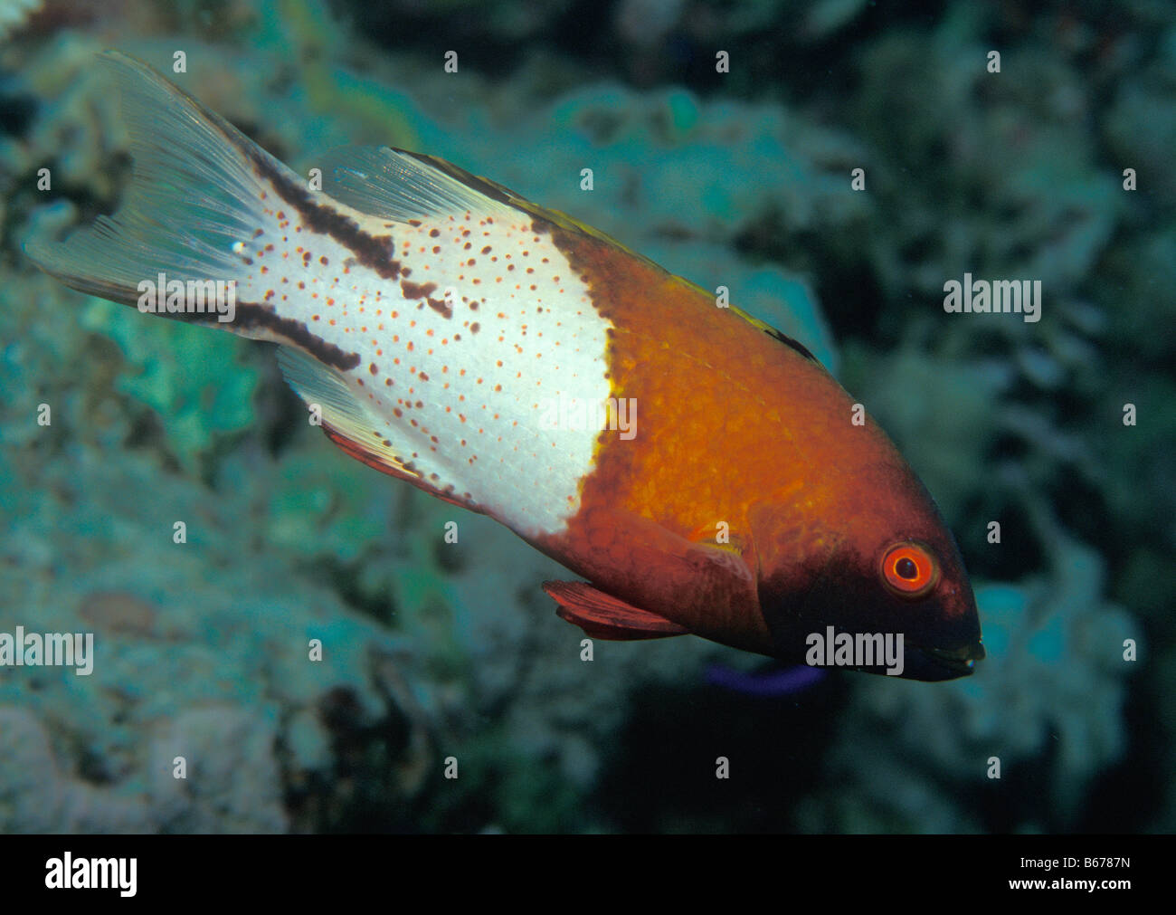 Lyretail Hogfish Bodianus anthioides Sinai Shark Bay Red Sea Egypt Stock Photo