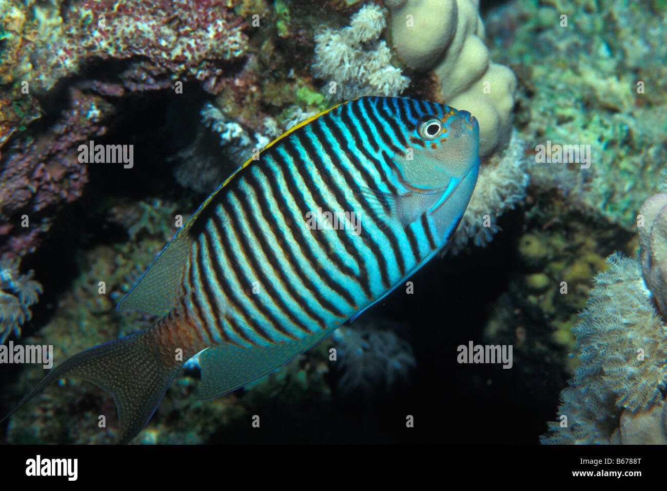 Zebra Lyretail Angelfish Geniacanthus caudovittatus Sinai Shark Bay Red Sea Egypt Stock Photo