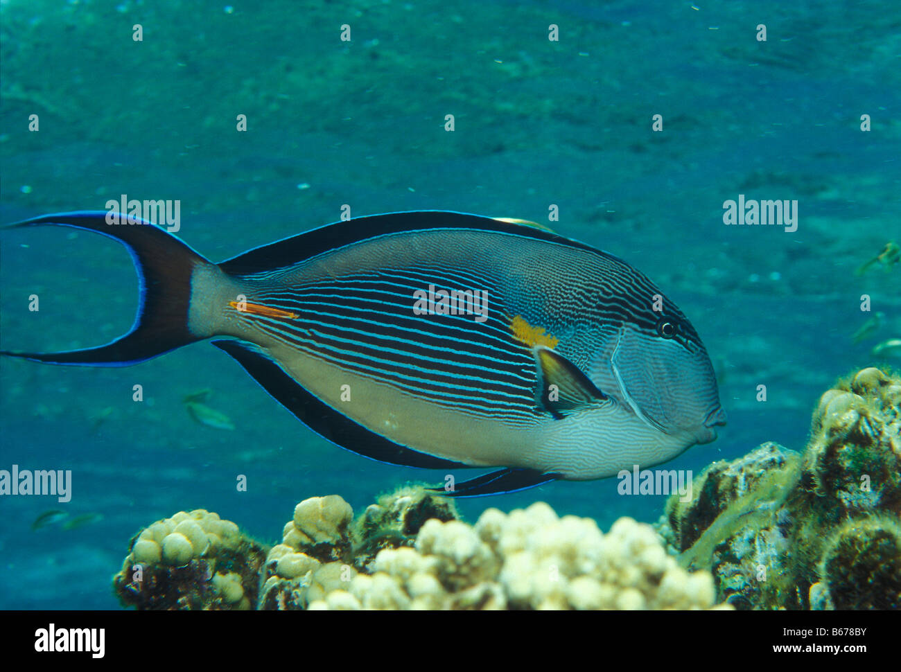 sohal tang stock photos