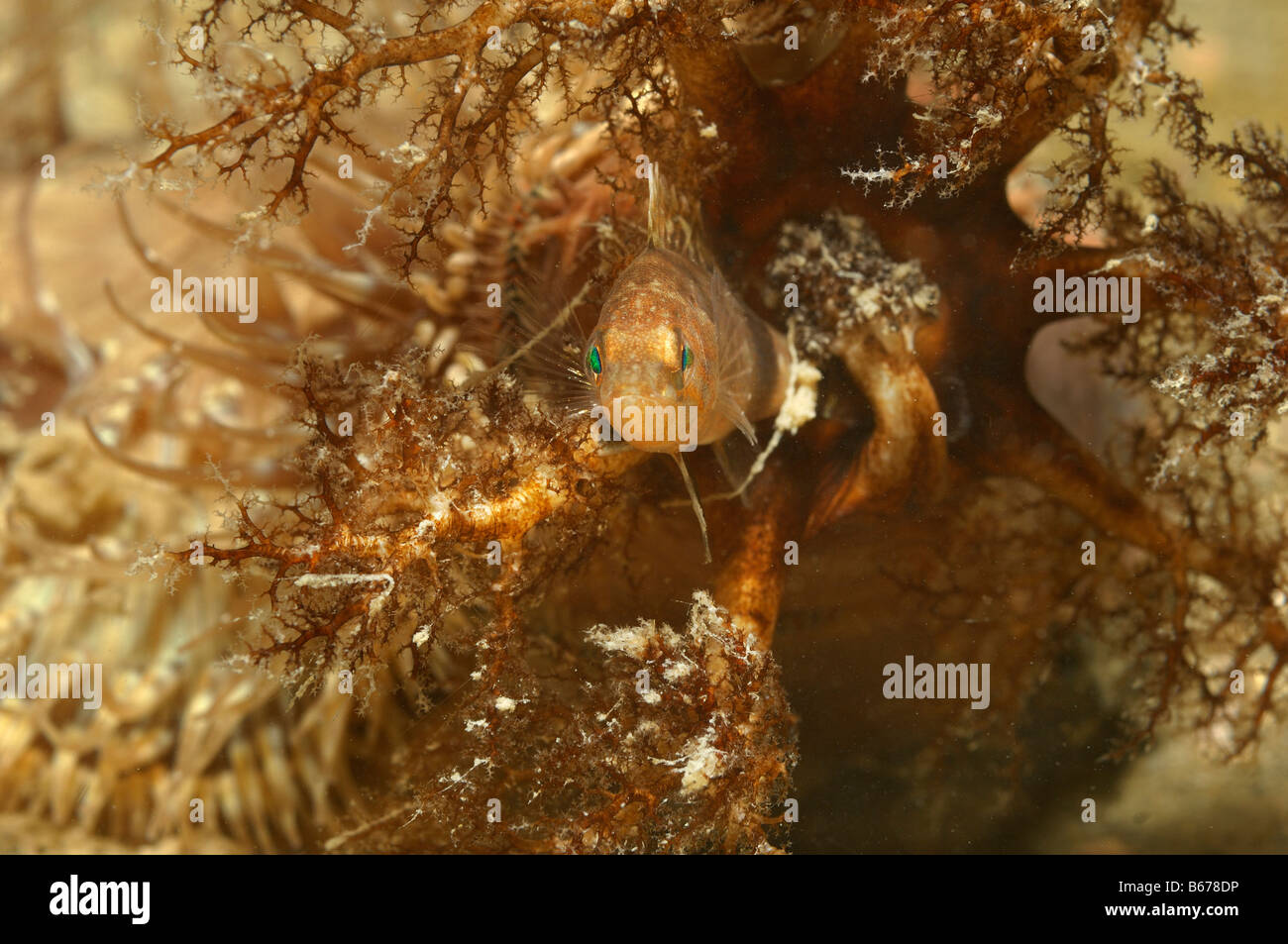 Grey Wrasse between Tentacles of Sea Cucumber Symphodus cinereus Piran Adriatic Sea Slovenia Stock Photo