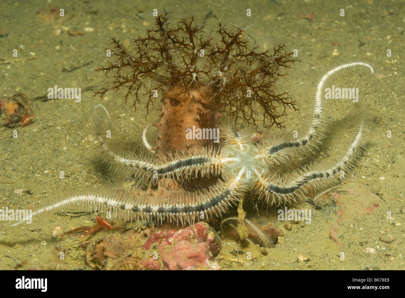 Brittle Star and Sea Cucumber Piran Adriatic Sea Slovenia Stock Photo