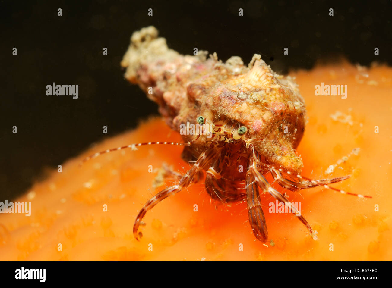 Striped Hermit Crab Pagurus anachoretus Piran Adriatic Sea Slovenia Stock Photo
