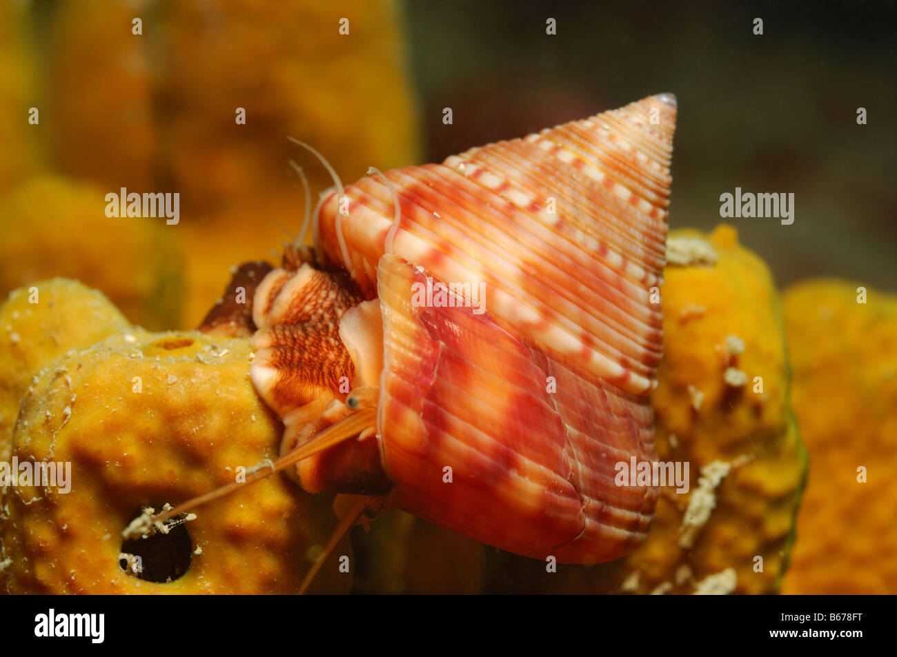 Red brown Top Snail Calliostoma conulum Piran Adriatic Sea Slovenia Stock Photo