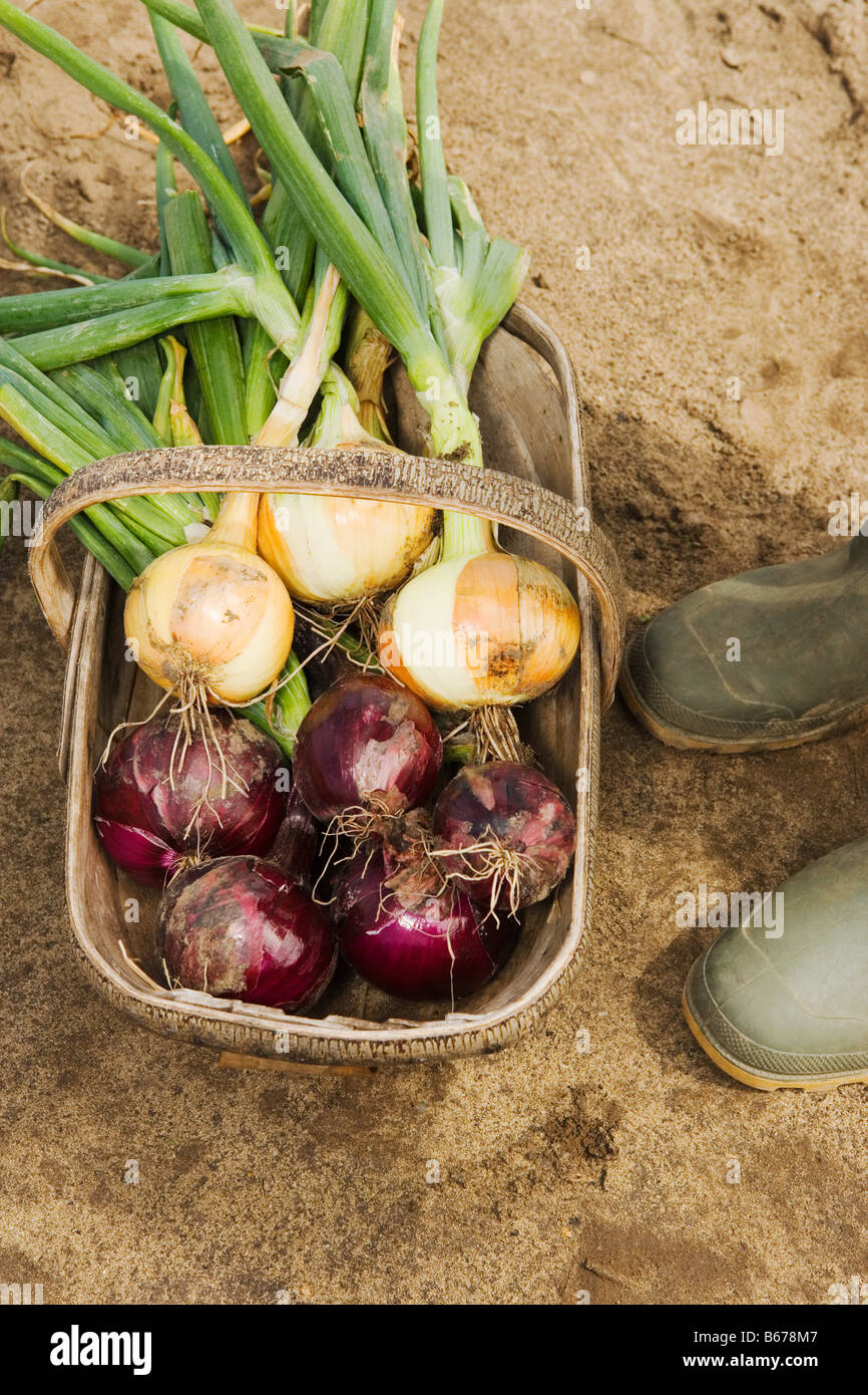 Fresh onions in a basket Stock Photo - Alamy