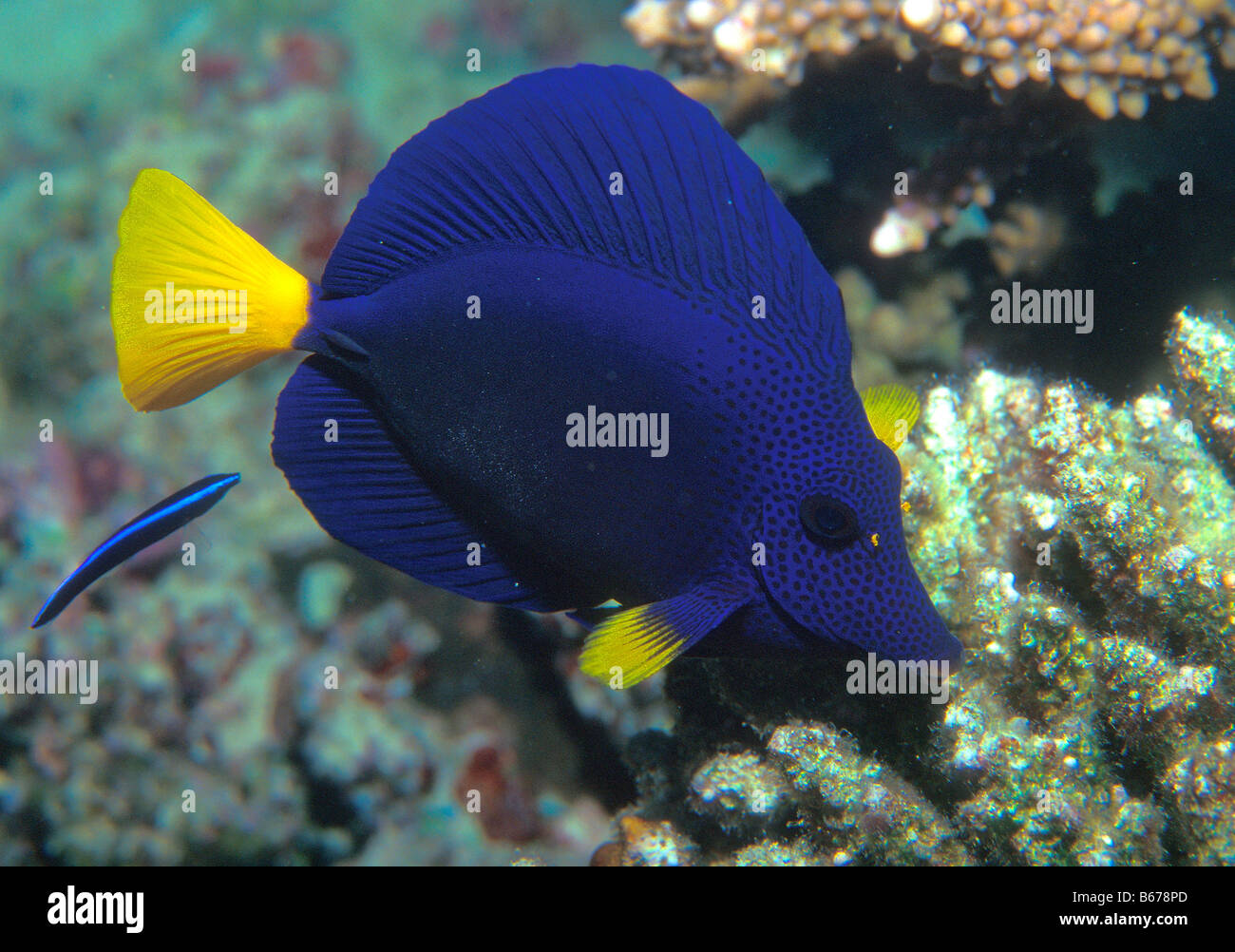 Blue Tang Zebrasoma xanthurum Marsa Alam Red Sea Egypt Stock Photo