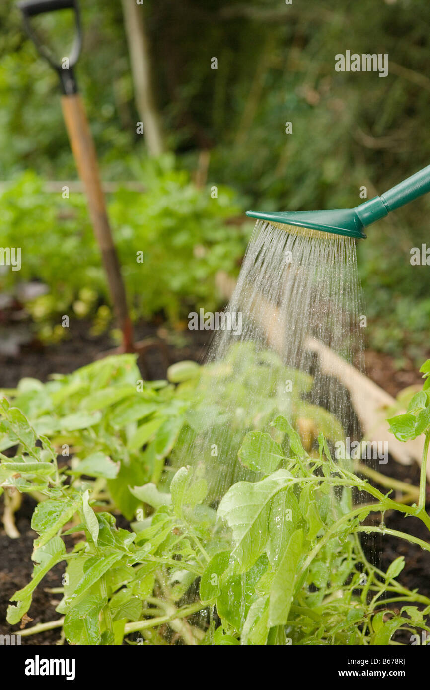 Plant Being Watered High Resolution Stock Photography and Images Alamy