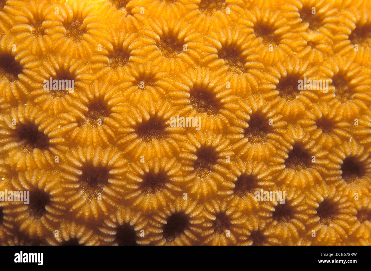 Polyps of Favites Coral Favites spec Marsa Alam Red Sea Egypt Stock Photo