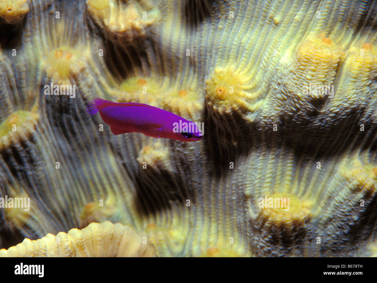 Purple Dottyback Pseudochromis fridmani Marsa Alam Red Sea Egypt Stock Photo
