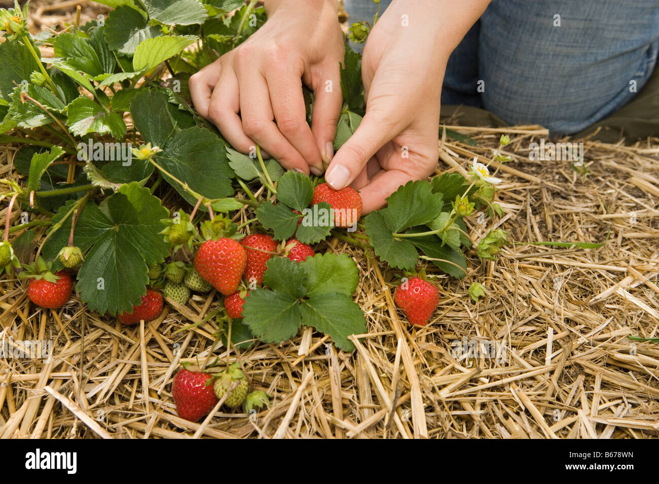 Woman picking strawberries Stock Photo - Alamy