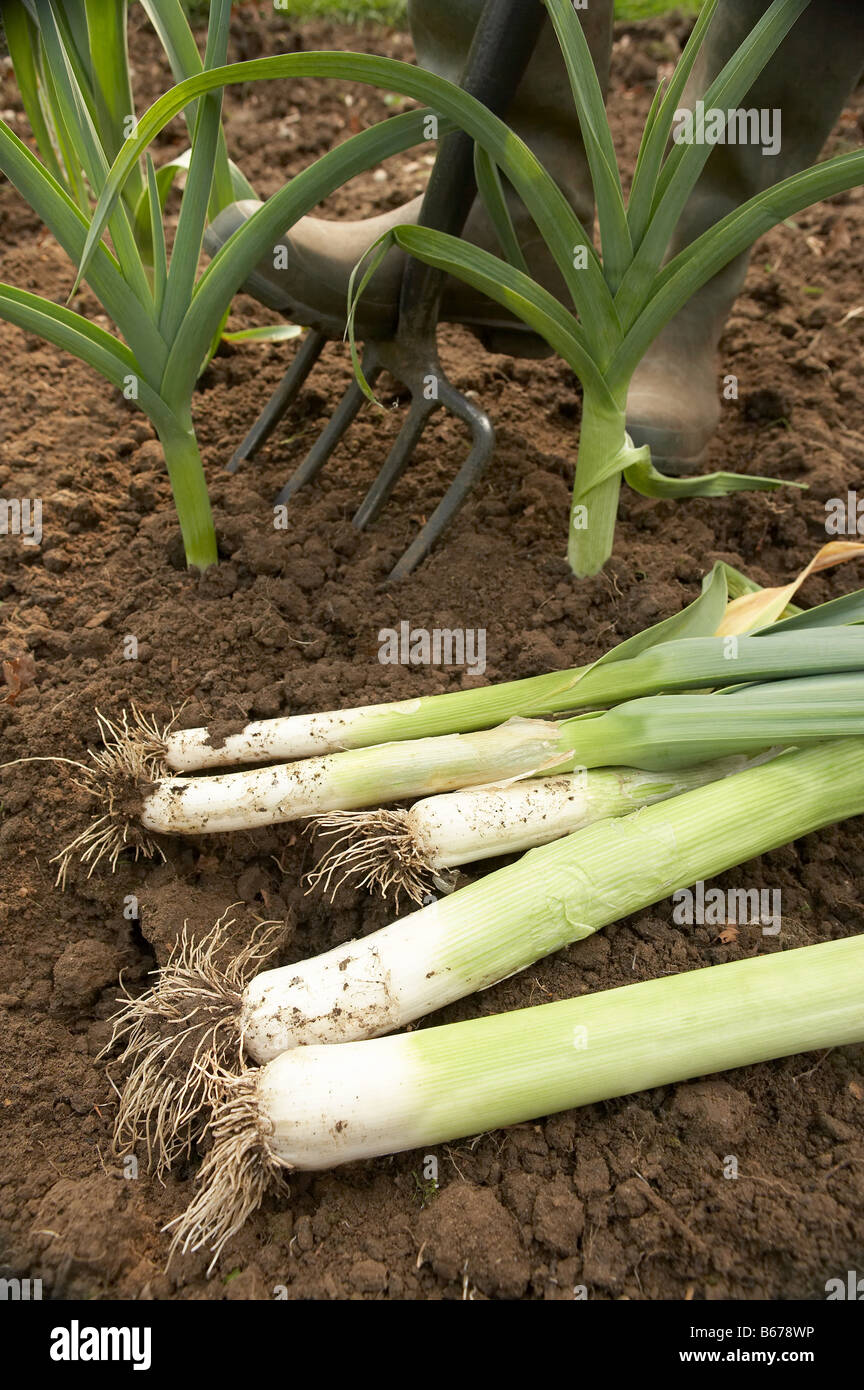 Growing Leeks Hi-res Stock Photography And Images - Alamy