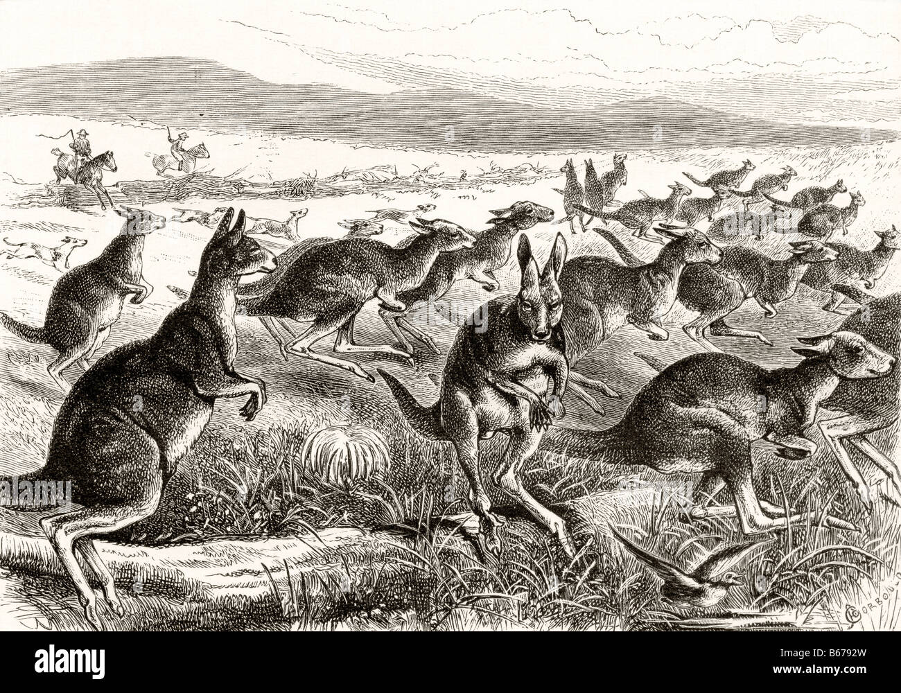 A Kangaroo hunt circa 1880. From the book Australian Pictures by Howard Willoughby, published by The Religious Tract Society, 1886. Stock Photo