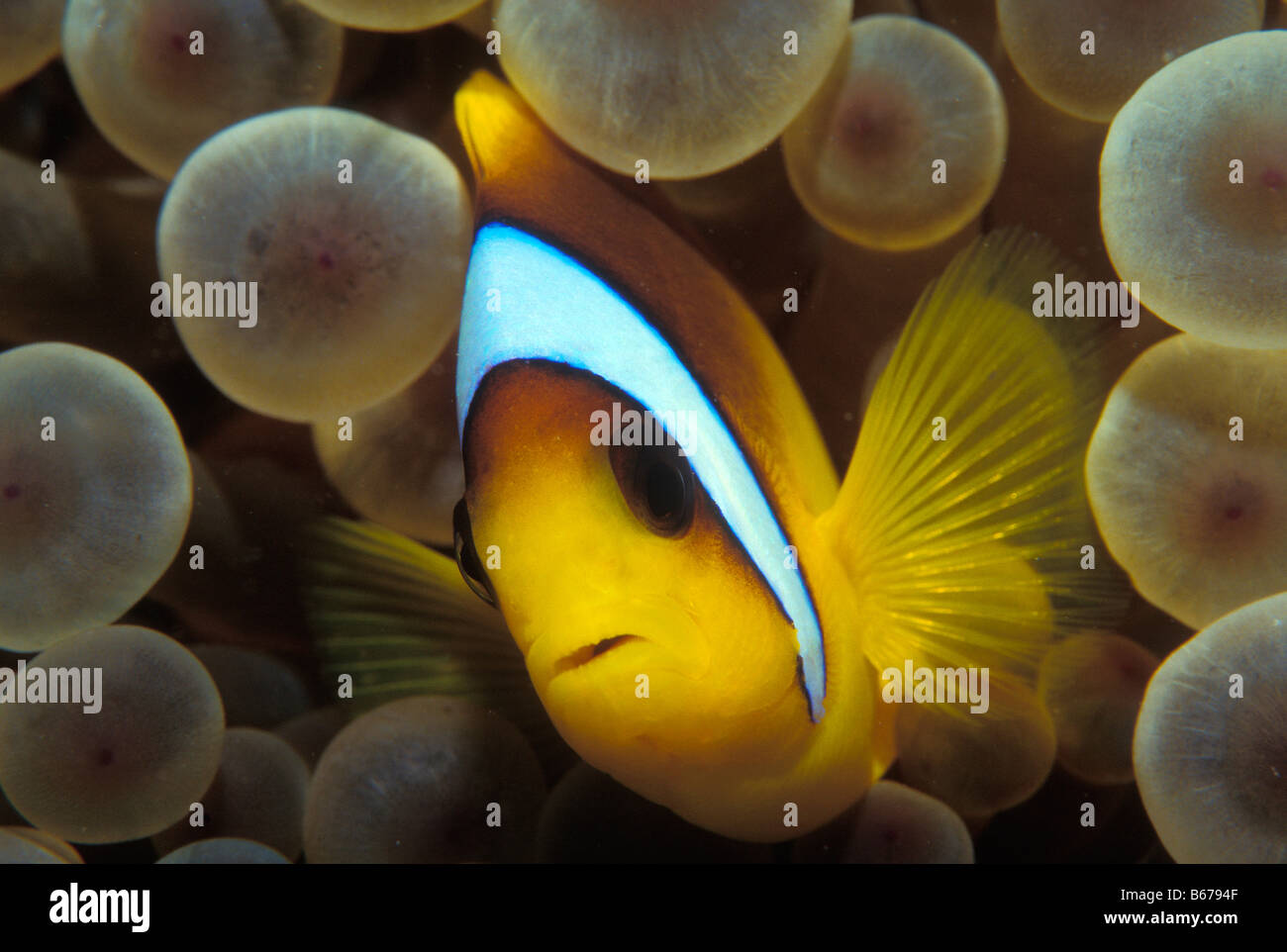 Two banded Anemonefish Amphiprion bicinctus Marsa Alam Red Sea Egypt Stock Photo