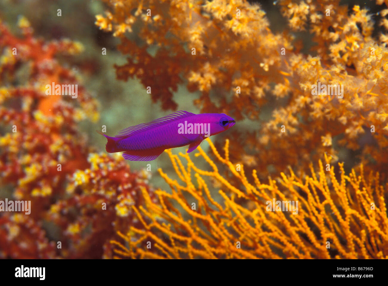 Purple Dottyback Pseudochromis fridmani Marsa Alam Red Sea Egypt Stock Photo