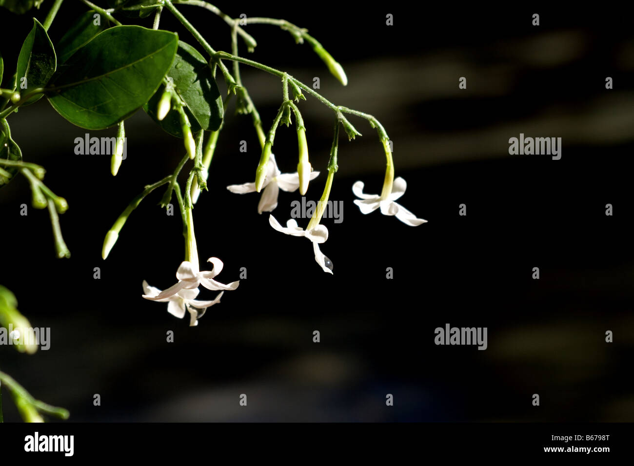Jasmine flowers on black background Stock Photo