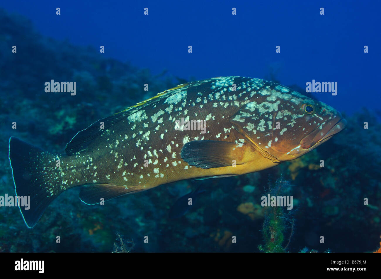 dusky-groupers-high-resolution-stock-photography-and-images-alamy
