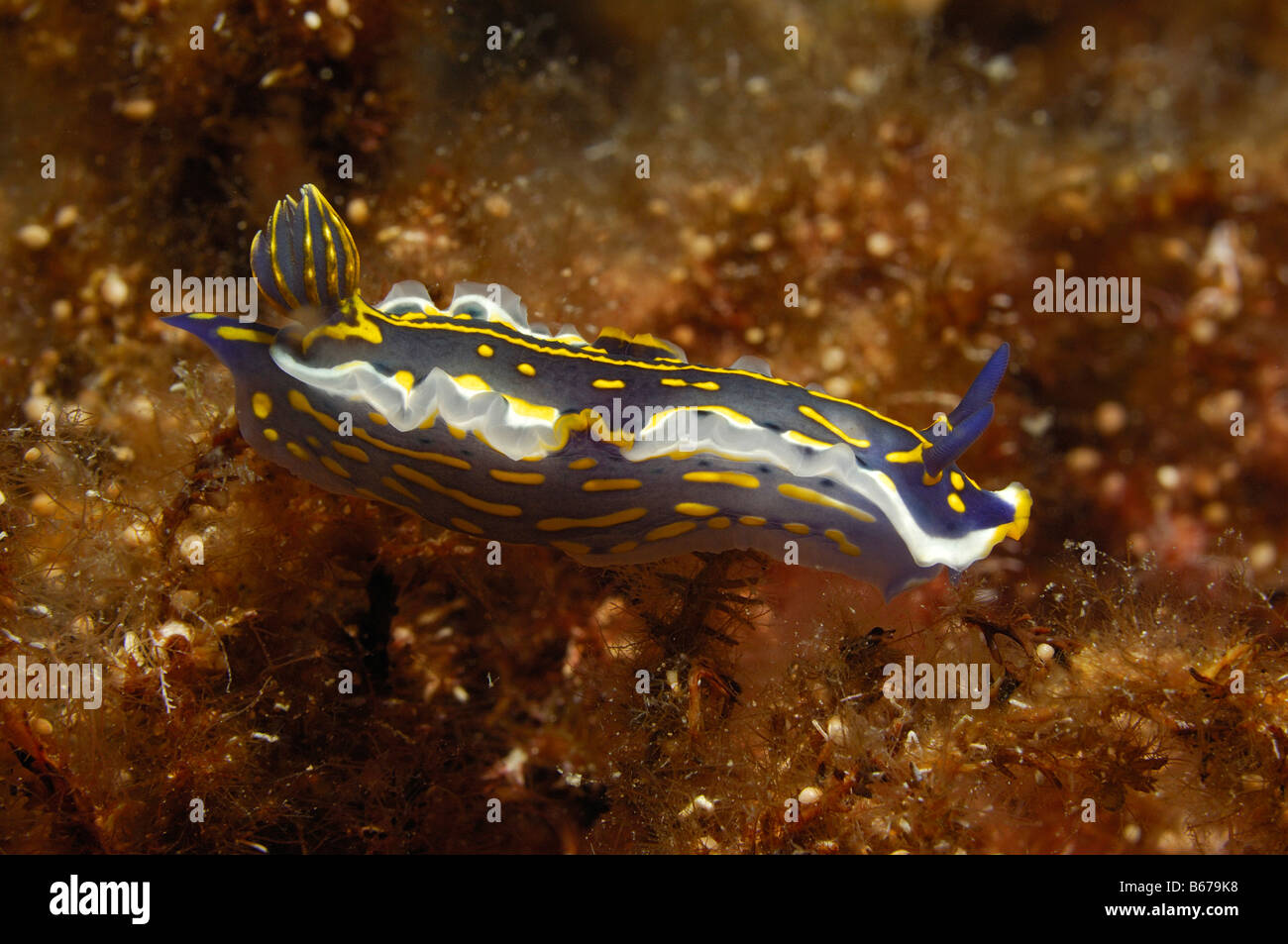 Yellow Purple Dorid Nudibranch Hypselodoris elegans Kas Mediterranean Sea Turkey Stock Photo