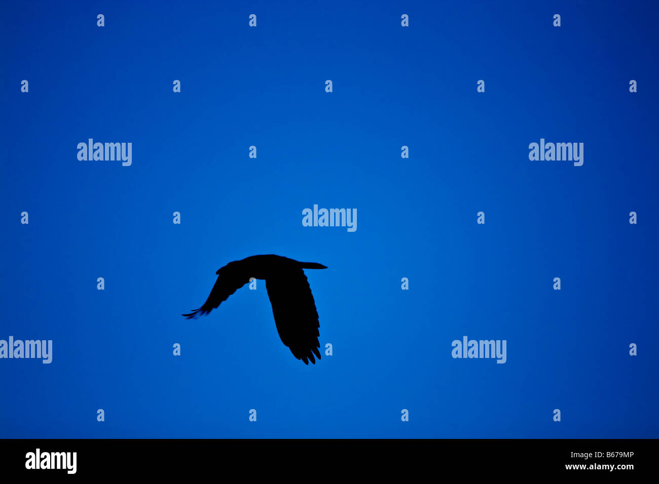 silhouette of a flying bird Stock Photo