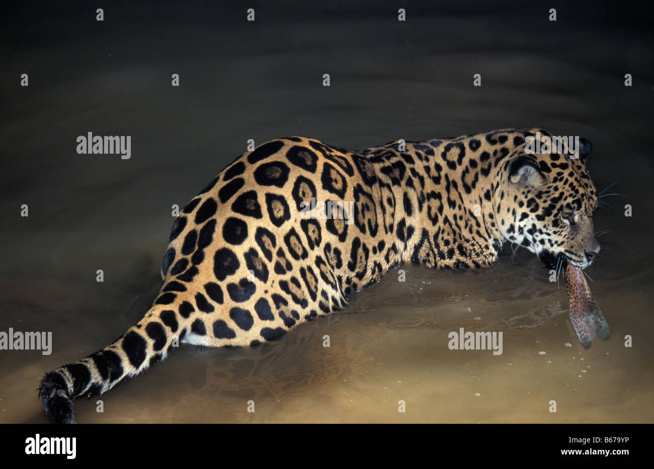 Jaguar Panthera onca walking through water JAGUAR PREYING ON FISH CATCH IN MOUTH PANTHERA ONCA Africa African America American a Stock Photo