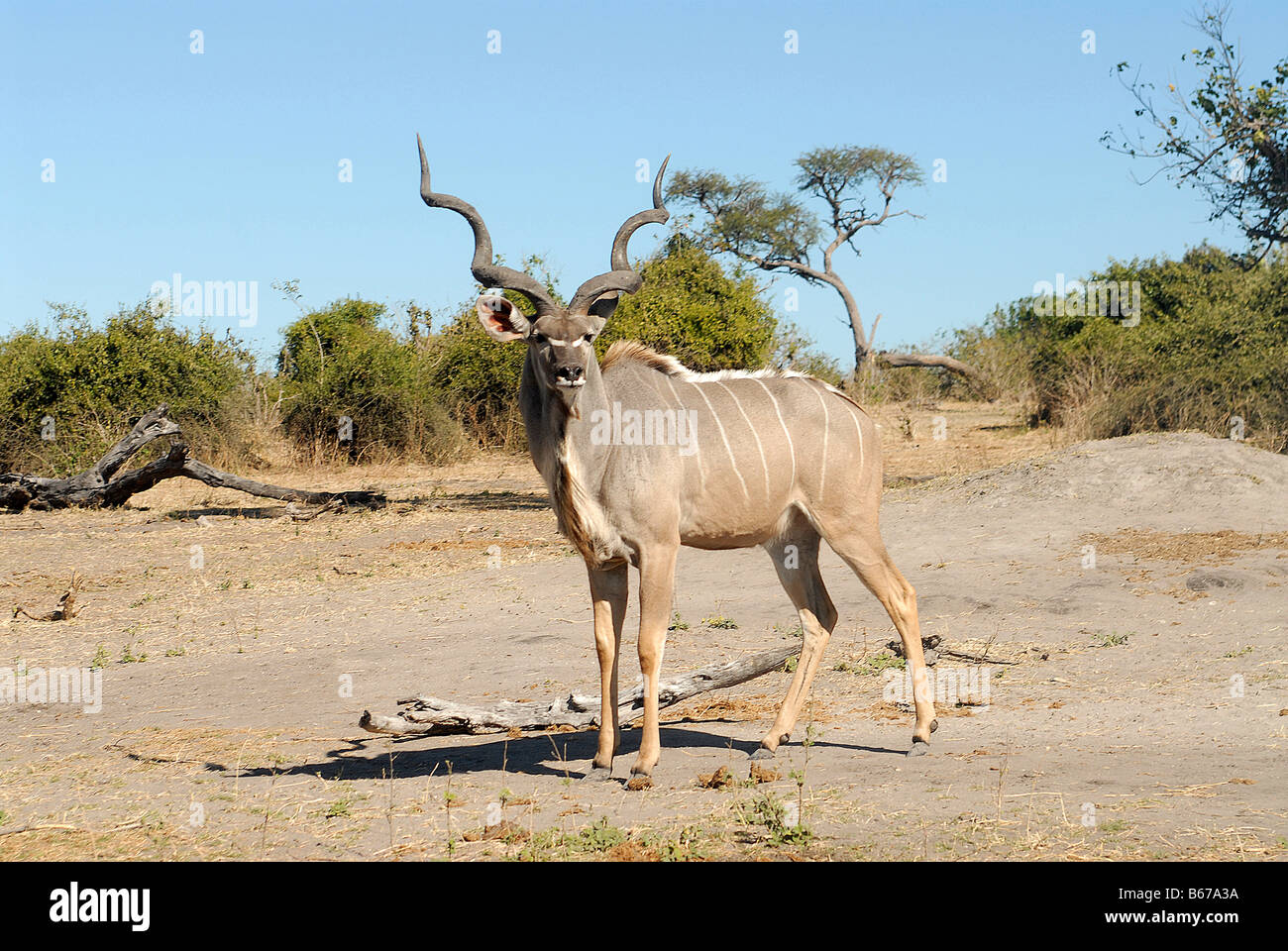 Chobé national park Botswana Stock Photo