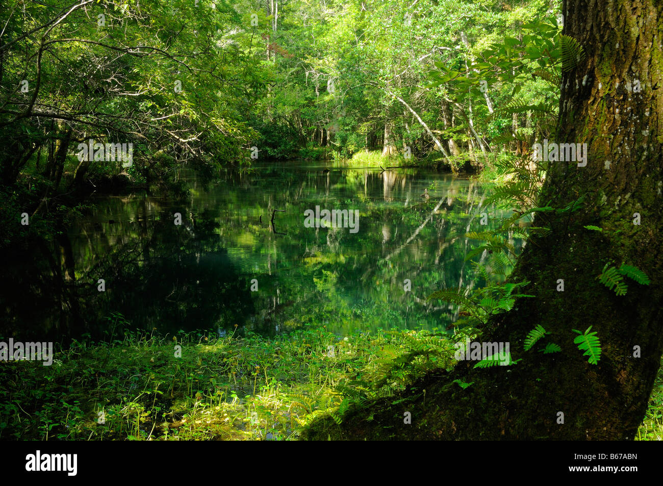 St Mark s river Florida Stock Photo