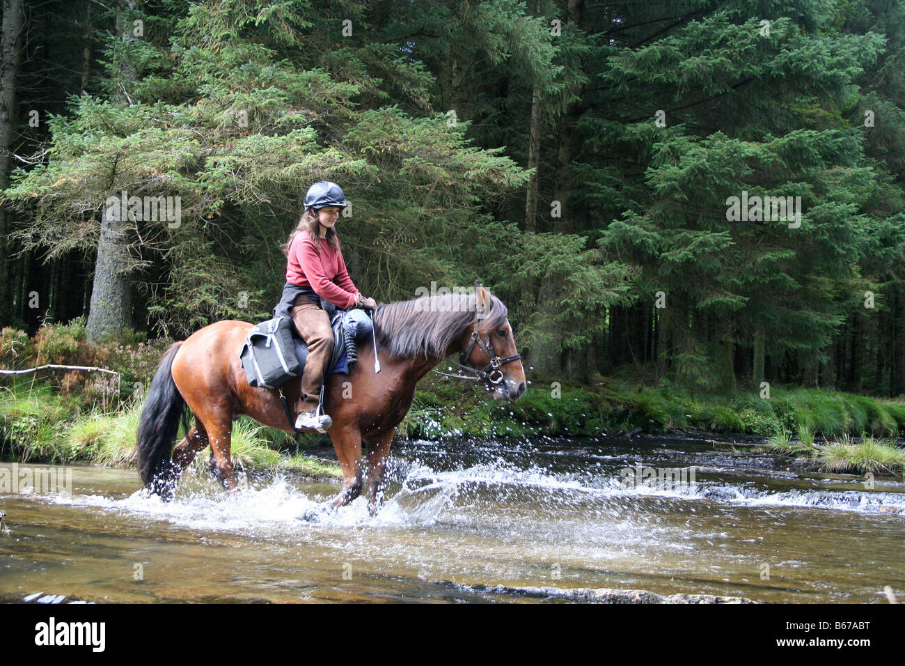 Horse and female rider crossing river in Hafren Forest on Trans