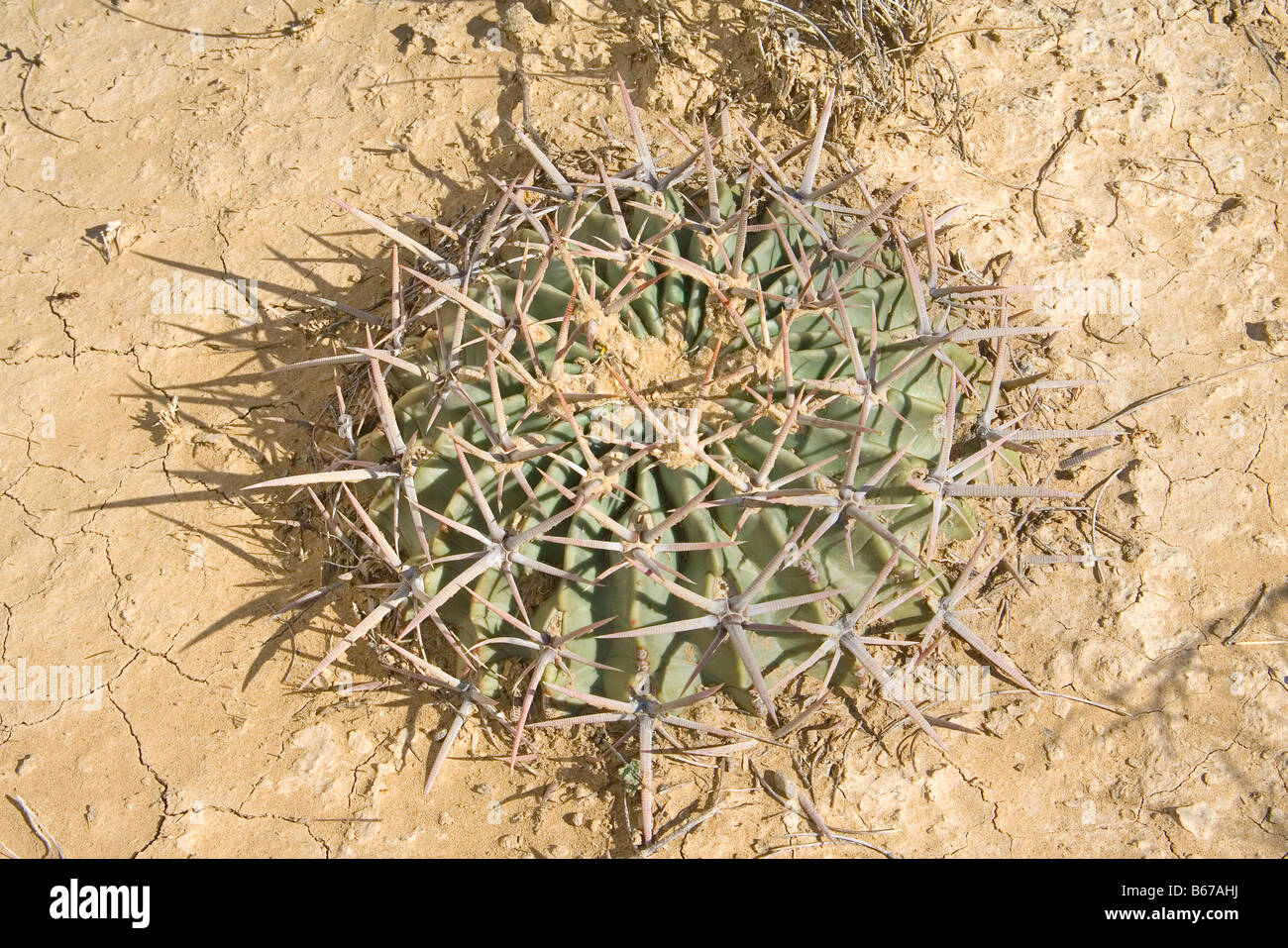 Horsecrippler Echinocactus texensis Stock Photo Alamy