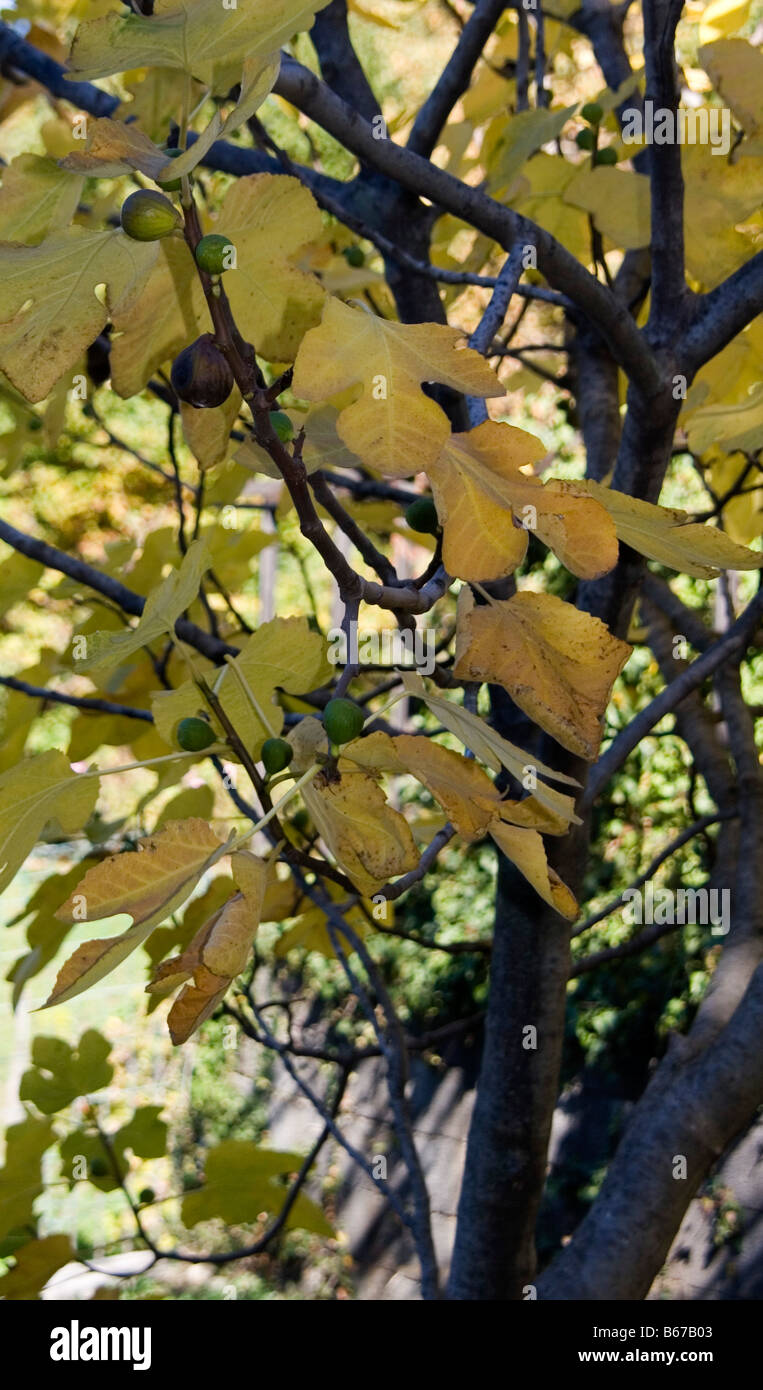 A FIG TREE IN A GARDEN IN VARESE, NORTHERN ITALY. Stock Photo