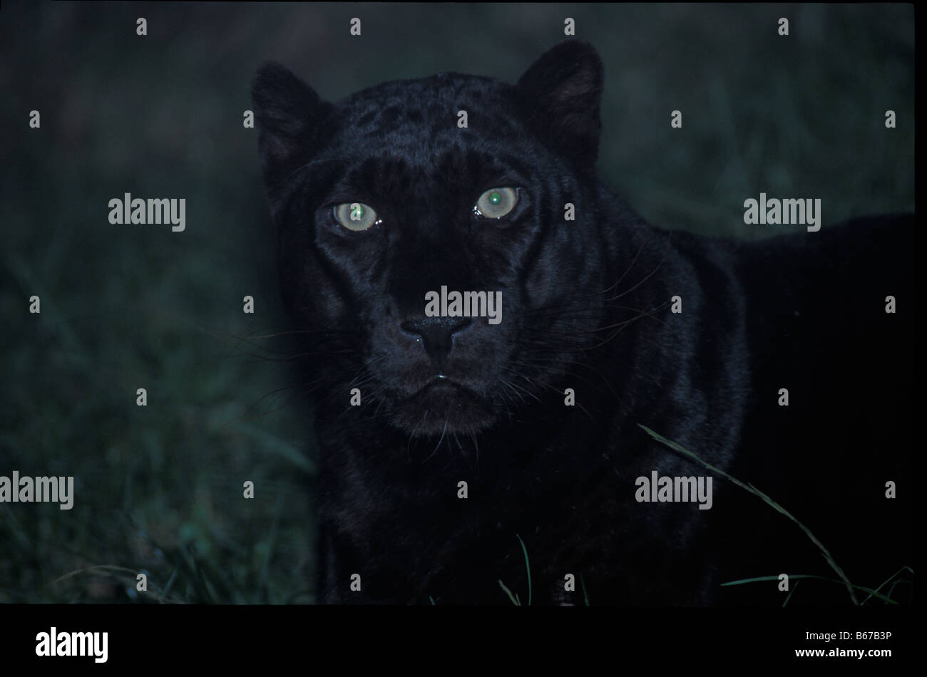 Black Panther High Resolution Stock Photography And Images Alamy