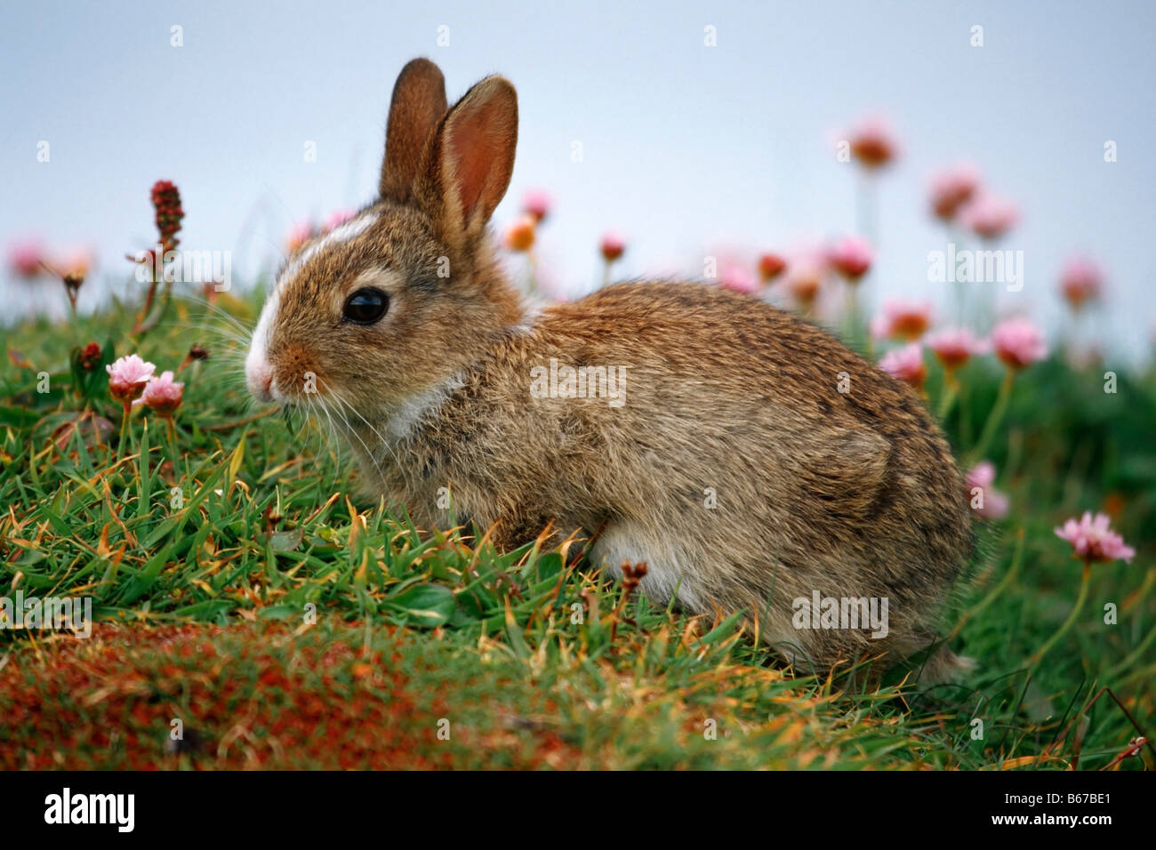 Wild rabbit on a coastal cliff top in Northern Scotland Stock Photo Alamy
