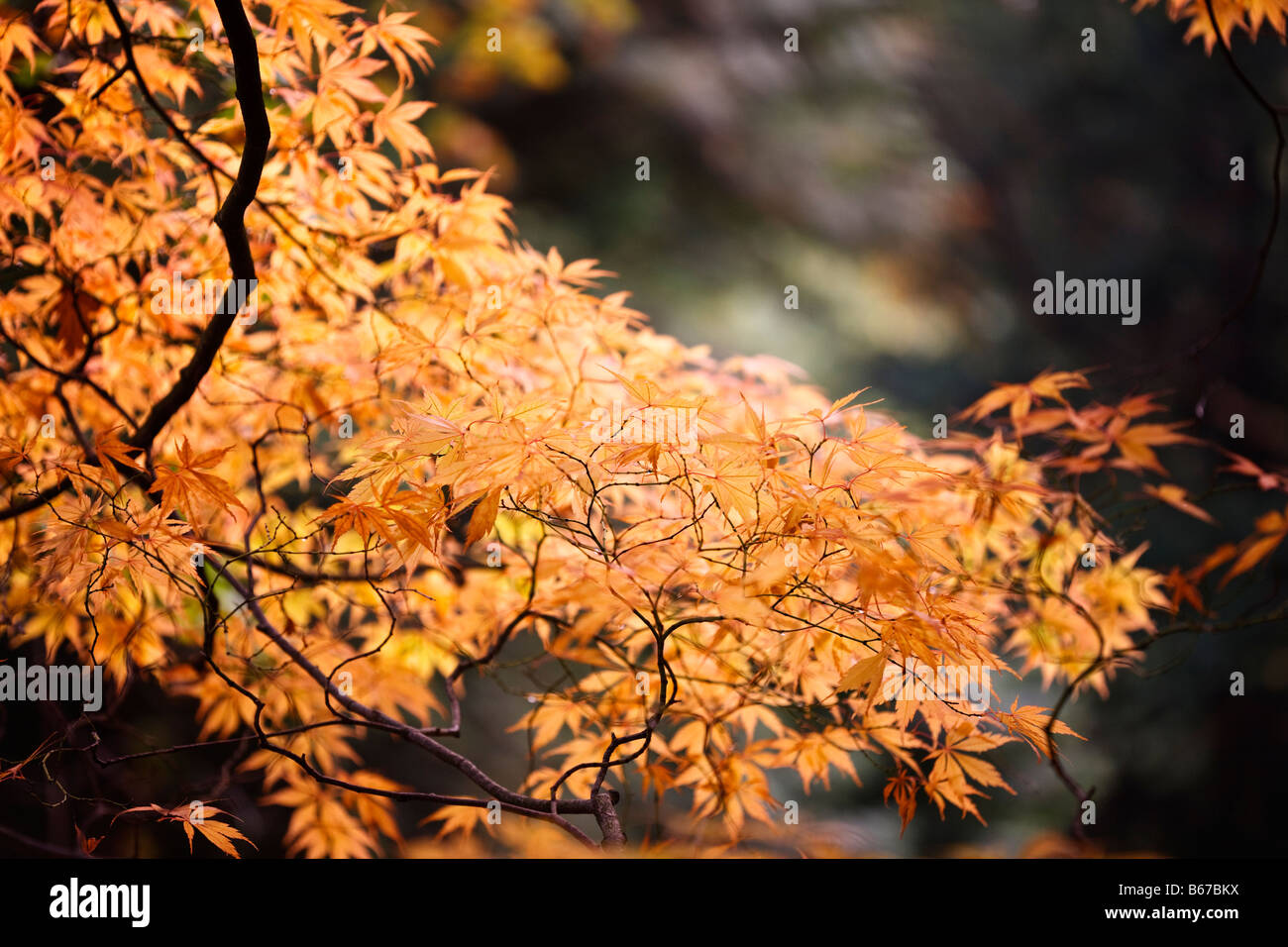 Acer palmatum ‘Elegans’ autumn colour Stock Photo - Alamy