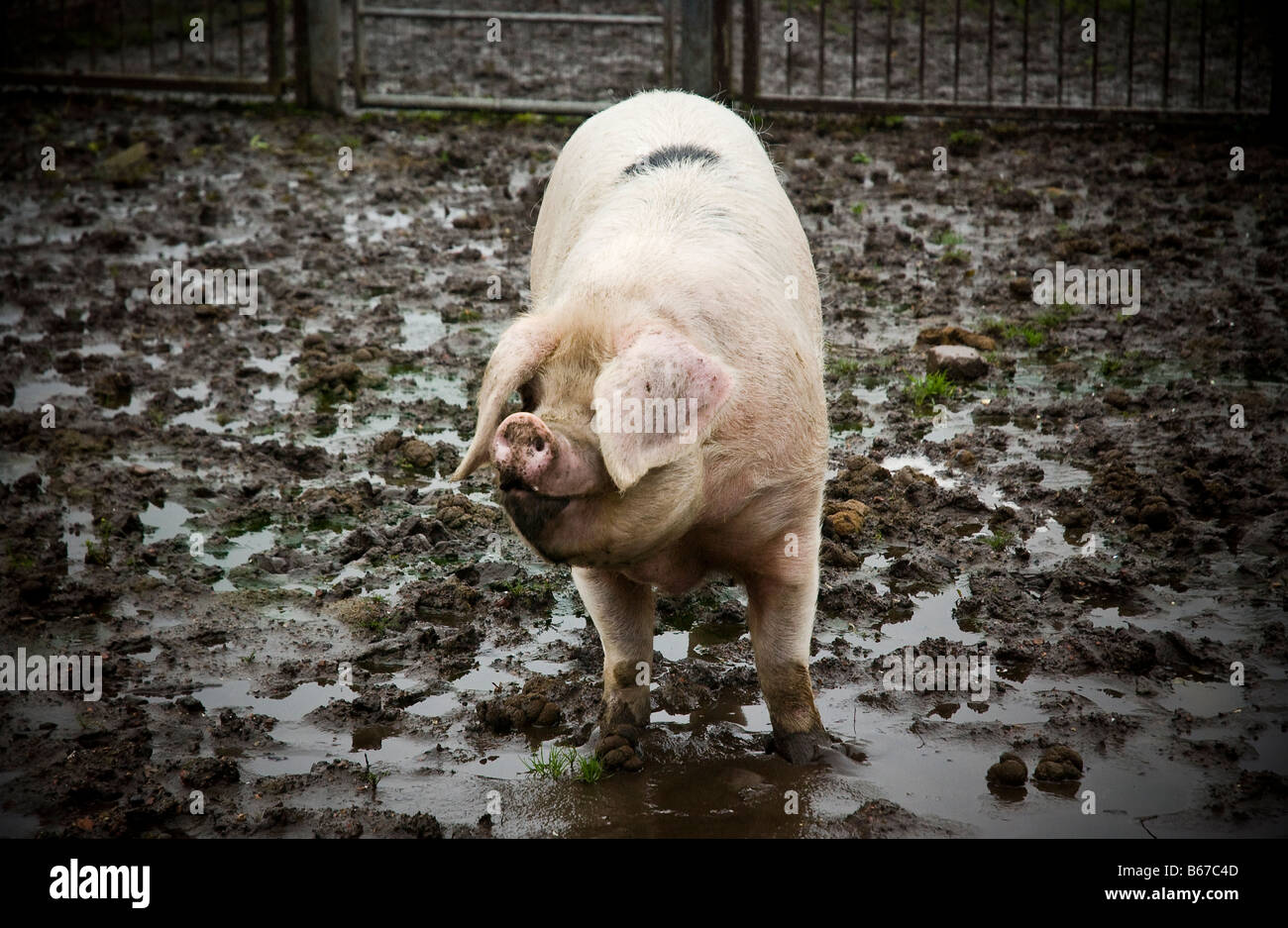 A fat pig in mud. Stock Photo