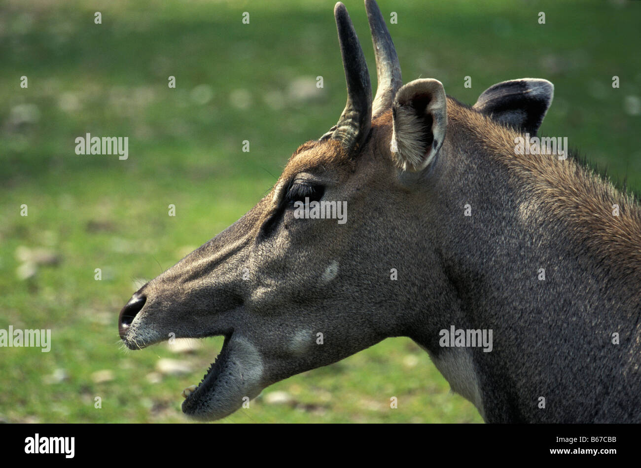 nilgau Nilgai female Tragelaphus tragocamelus Boselaphus tragocamelus adult animal animal head animal portrait animals Asia clov Stock Photo - Alamy nilgau Nilgai female Tragelaphus tragocamelus Boselaphus tragocamelus adult animal animal head animal portrait animals Asia clov Stock Photo - Alamy