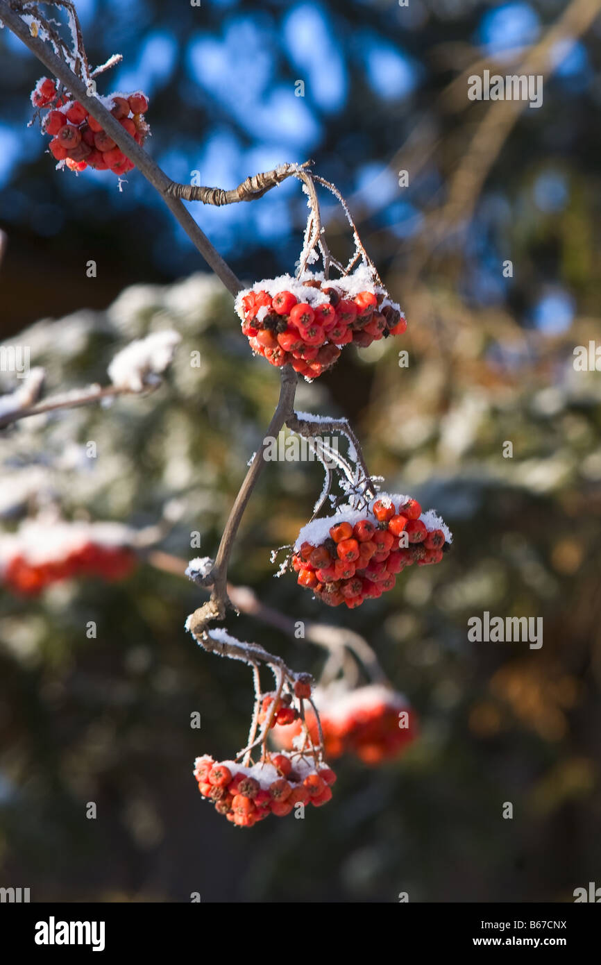 Branch of a tree a mountain ash with the berries covered by a snow Stock Photo