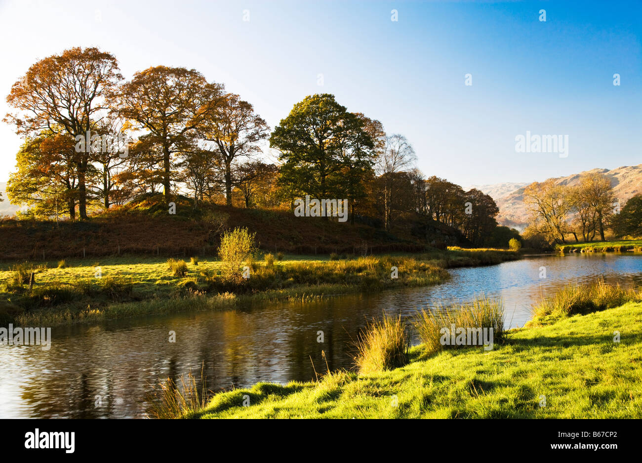 Late afternoon sun filters through trees on a sunny autumn day on the banks of the River Brathay Lake District Cumbria England Stock Photo