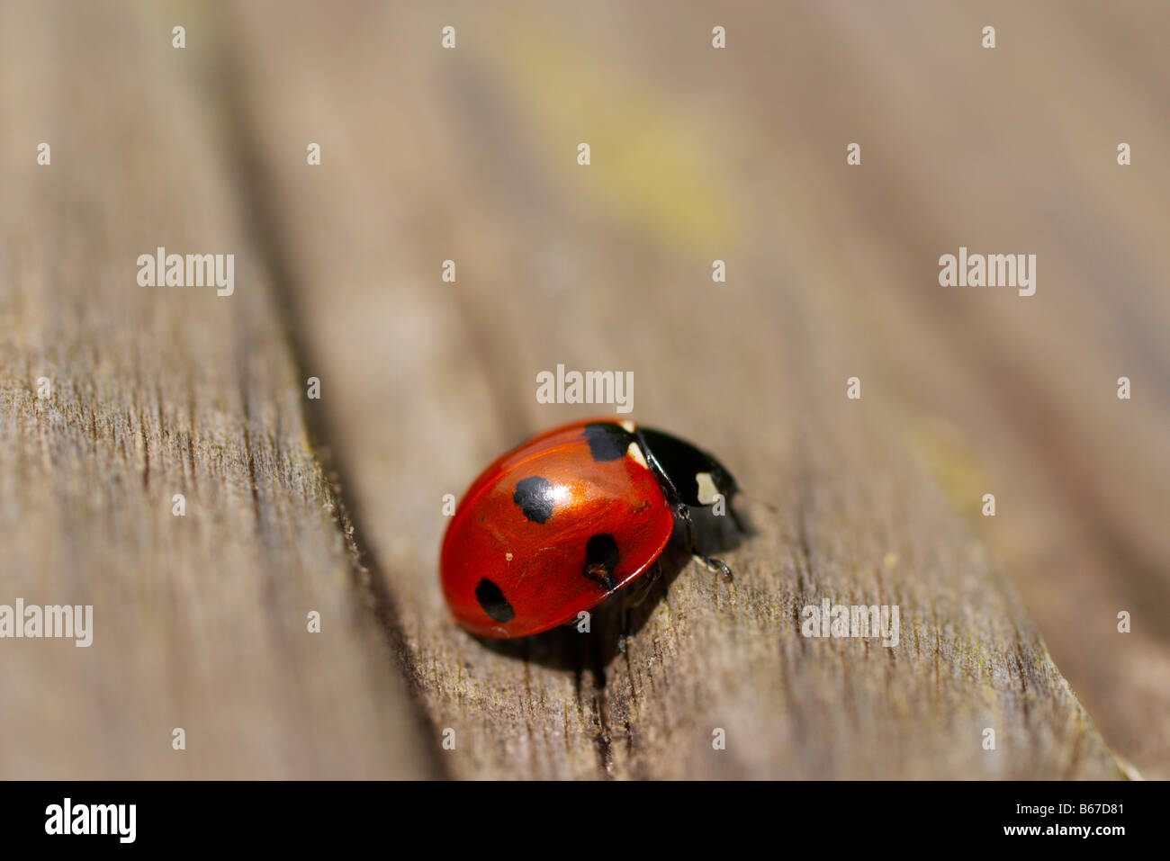 Macro photograph of a laybird from the side on wooden garden decking Stock Photo
